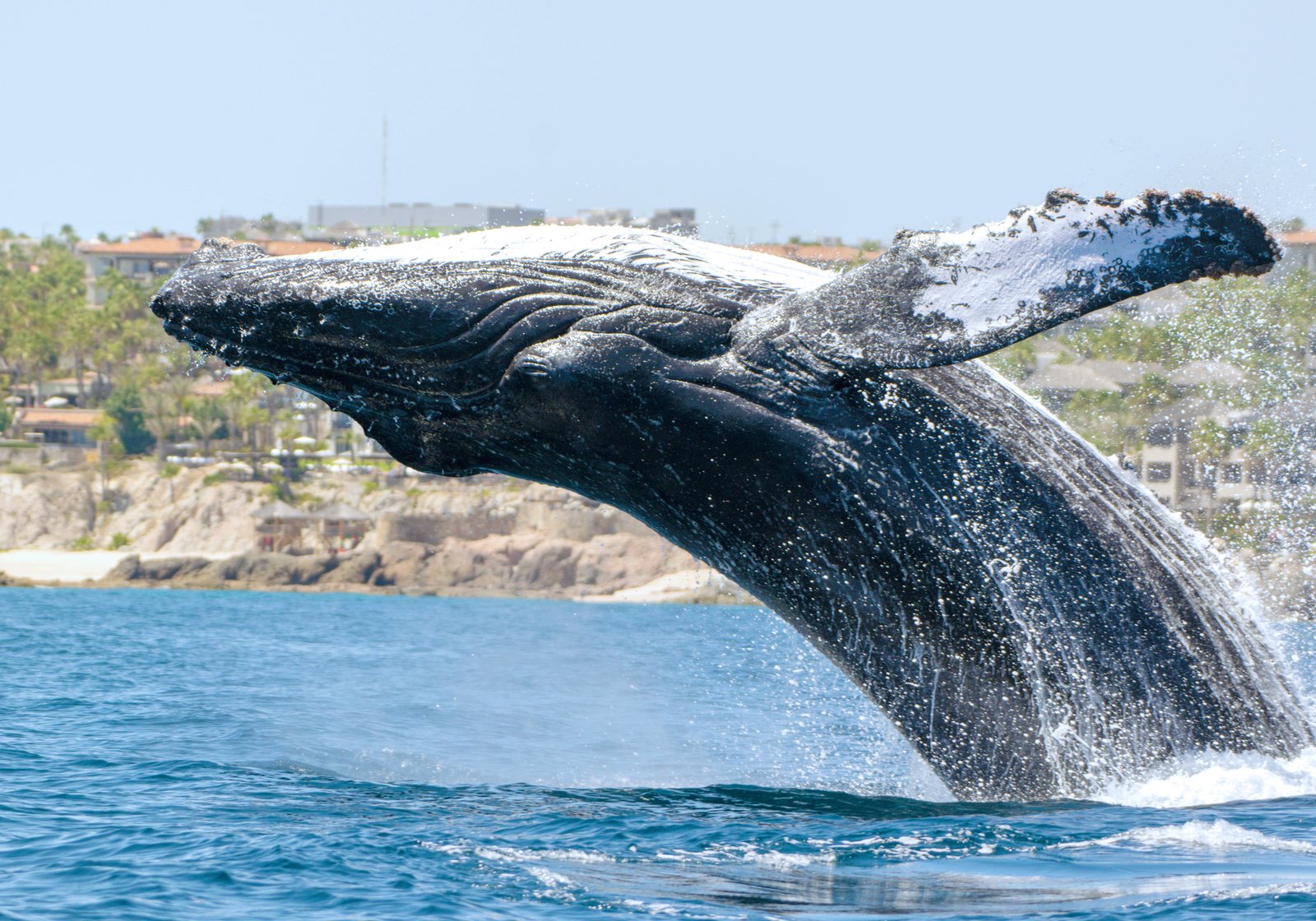 Ballenas en Los Cabos: cuándo y dónde verlas — Guía 2026